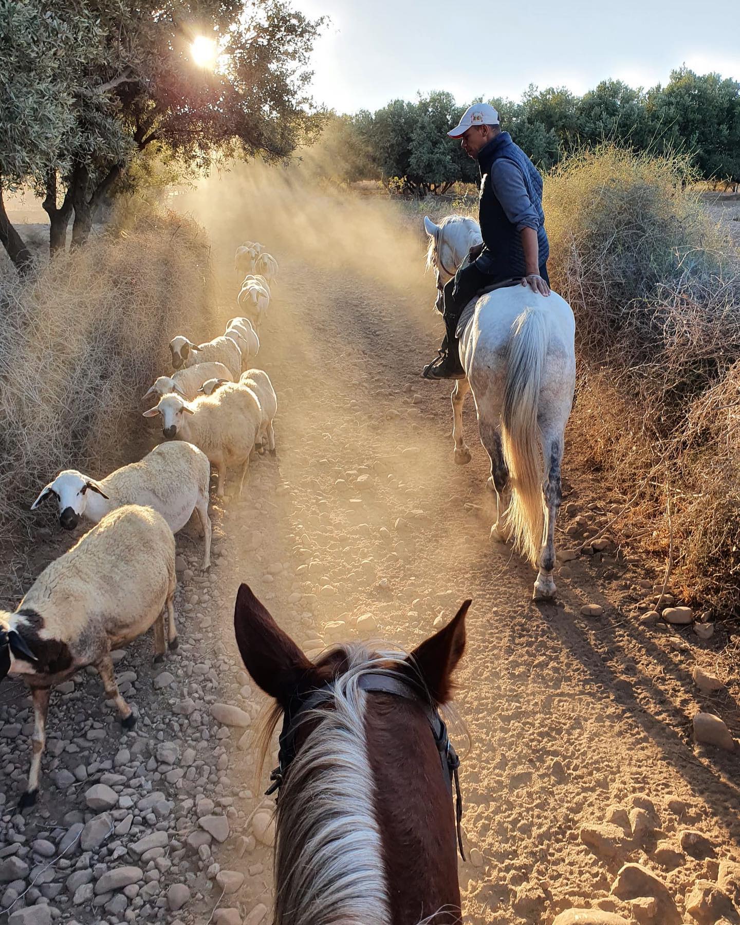 Les Cavaliers de l'Atlas